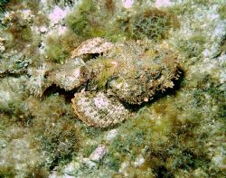 A well camouflaged spotted scorpionfish. by Peter Foulds 